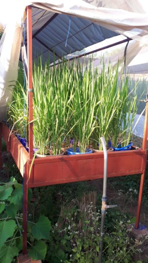 Plant Health