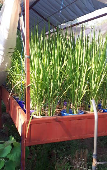 Plant Health